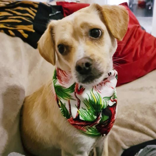 Pretzel, a small blonde dog wearing a tropical print bandana