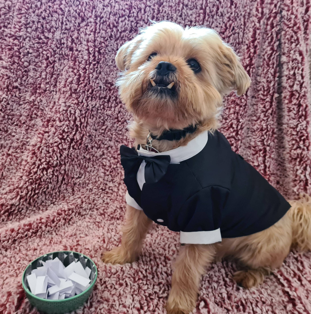 Small dog in a tuxedo