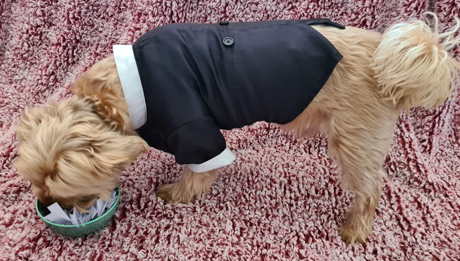 Small dog picking a piece of paper out of a bowl with his mouth