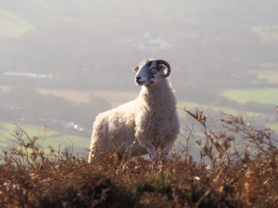 RAM Jam: It aint what you do, it's the way that you do it…
